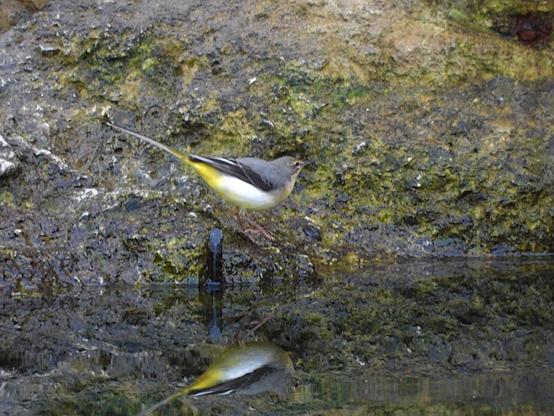 El pájaro está andando sobre una piedra en la orilla del agua. La piedra de color gris tiene musgo de color verde. En el agua se ve de manera invertida la forma del pájaro.

Es un pájaro muy estilizado y distintivo, de larga cola y con tonos grises y amarillos. Exhibe dorso gris ceniza, alas plegadas negras y sin bandas blancas, y partes inferiores y obispillo amarillos. Posee una cola muy larga y negra, con plumas externas blancas, y patas y pico negros. La cabeza es gris, con garganta y babero negros, y con dos marcadas líneas blancas en ceja y bigotera.

Si estás leyendo este texto es porque tienes dificultades de visión y espero que te haya ayudado a ver la imagen. Si no ha sido así, te agradecería los comentarios.
Si lo has leído aunque ves la imagen sin problemas recuerda que debes poner un texto alternativo en tus archivos multimedia para que todo el mundo pueda disfrutarlos.