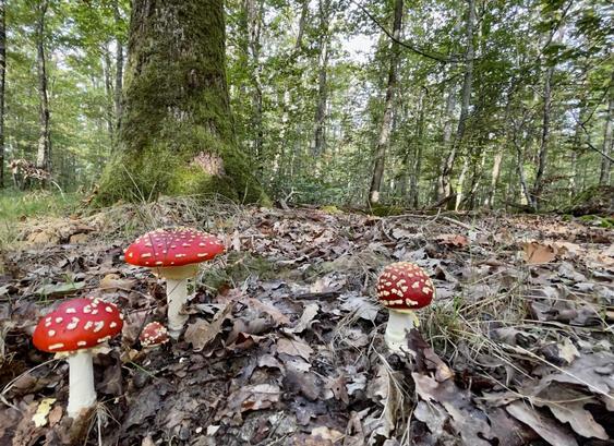 Trois amanites tue-mouches en sous-bois