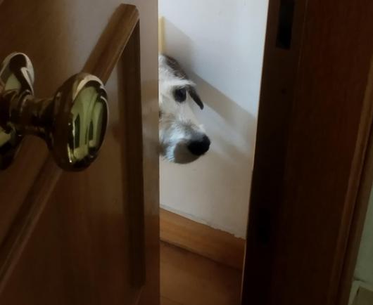 Foto de un perrito que parece como si estuviera abriendo una puerta de una casa