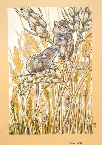 An A5 size drawing of harvest mice in a wheat field. The mice are climbing stalks of wheat. The artwork is in browns, beige and peachy tones. It is on peach toned pastel paper.
An original art work, sold unframed.
Colour pencil and mixed media on acid free toned artist paper
Size A5 (148 x 210mm / 5.8 x 8.3")