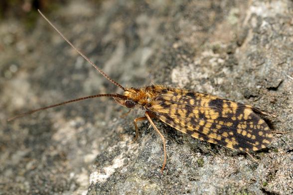 Seitenansicht einer Philopotamus-Köcherfliege auf verwittertem Steinuntergrund. Das Insekt präsentiert seinen charakteristischen Körperbau mit behaarter Kopfpartie, deutlich erkennbaren großen, dunklen Facettenaugen und goldbraun behaarten Körpersegmenten. Die langen Fühler zeigen feine Segmentierung mit abwechselnd hellen und dunklen Bändern. Die zusammengelegten Flügel offenbaren das typische Muster mit gelben Grundtönen und dunkelbraunen bis schwarzen Flecken und Bändern. Mehrere lange, schlanke Beine sind sichtbar, die vom Körper abstehen.