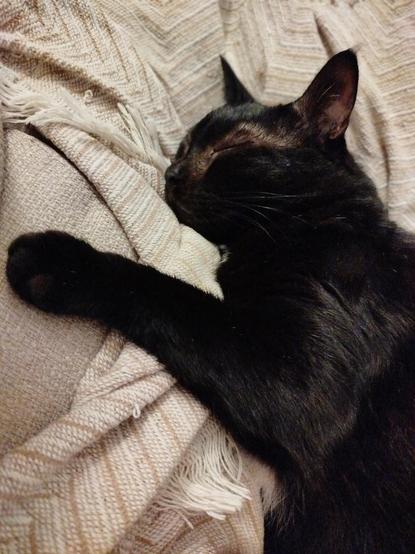 Un gato negro está dormido tumbado encima de un sofá de color crema. Tiene una de las patitas delanteras apoyada sobre el sofá por delante de su cabeza.