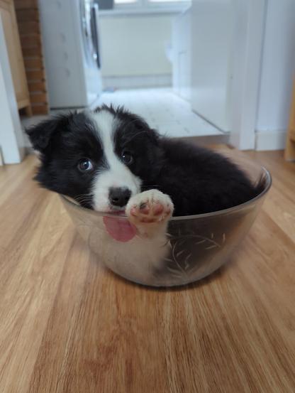 8-week-old border collie in a salad bowl