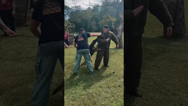 WEEK ONE | K9 Handler Course #dogtrainer #dogtraining #workingdogs #workingdog #bitework