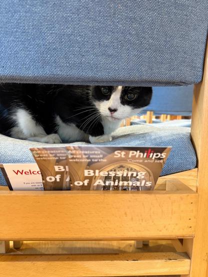 Black and white cat peering through a seat back. There is a leaflet advertising the Blessing of the Animals service in the book holder on the back of the chair