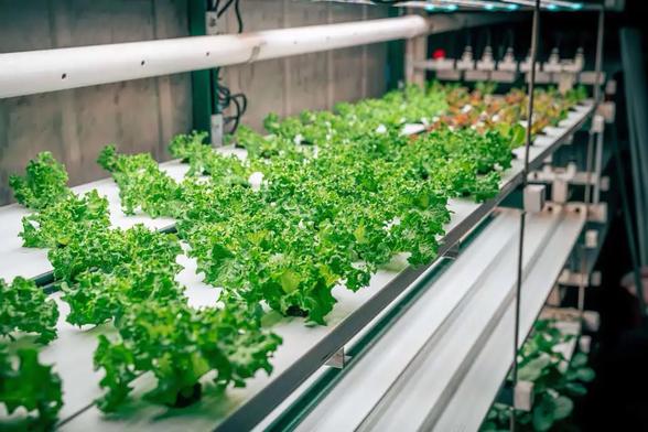 Hydroponic Lettuce On Nevis.jpg