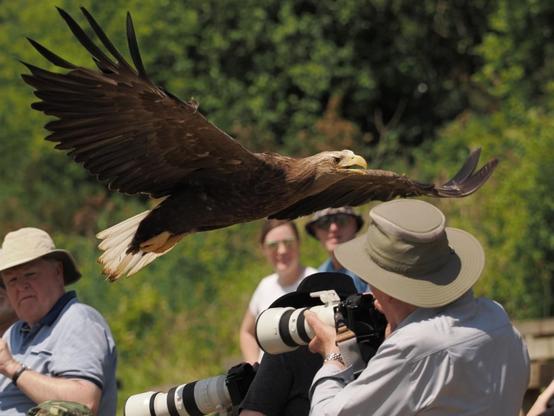 Staff member at the British Bird of Prey Centre wearing a protective glove as a bird of prey lands, with adults and children watching the display in the background.