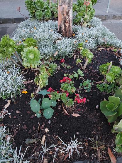 Garden in a street at the base of a small tree. There is a lot of dark dirt showing, but there are also some small nasturtium and geranium plants. There are some larger succulents. In the background and around the tree there are lots of silver-grey leaves of gazanias