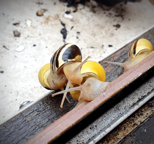 Three snails sitting on top of each other, crossing their eyestalks. A fourth snail is watching.