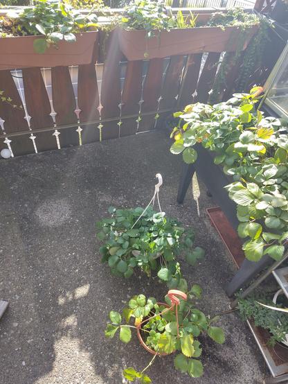 Foto Erdbeerstöcke. Mit Blüten und Früchten
Kleines Balkon Hochbeet komplett voll.
2 Töpfe und 2 in Balkonkästen.