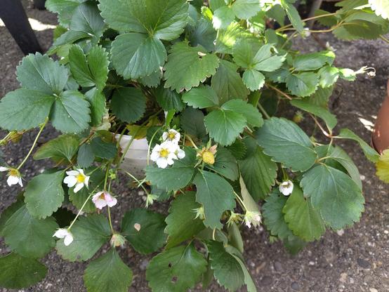 Foto blühende Erdbeeren im Topf
