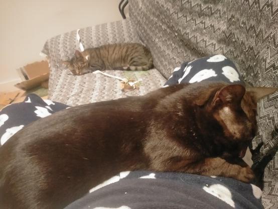 Estoy tumbada de piernas cruzadas en un lado del sofá y tengo un gato negro tumbado cómodamente encima. Al otro lado del sofá hay un gato atigrado durmiendo a gustísimo encima de una goma de pantalón que usan de juguete.