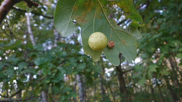 Two galls on the underside of an oak leaf, one large yellow-green, the other much smaller, shrivelled, dark-orange.