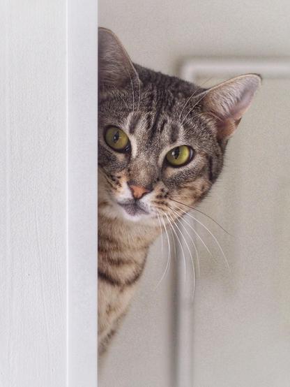 A curious tabby cat is peeking from behind a white door frame, showcasing its expressive yellow eyes and distinctive striped fur.