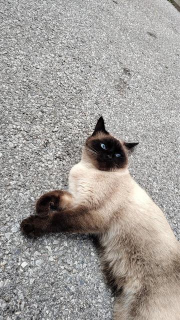 Hellbraune Katze mit dunklem Gesicht, dunklen Pfoten und blauen Augen liegt am Boden und blickt nach oben