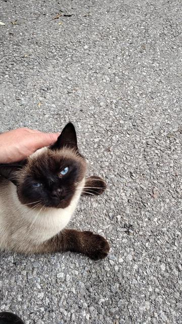 Hellbraune Katze mit dunklem Gesicht, dunklen Pfoten und blauen Augen wird am Kopf gestreichelt