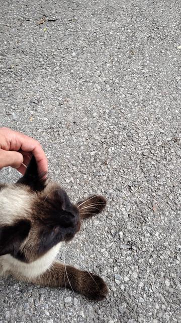 Hellbraune Katze mit dunklem Gesicht, dunklen Pfoten und blauen Augen wird am Hals gekrault