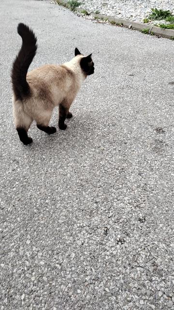 Hellbraune Katze mit dunklem Gesicht, dunklen Pfoten und blauen Augen geht von der Kamera weg