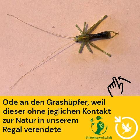 Ein Grashüpfer mit eingezogenen Beinen und überlangen Fühlern auf einem Rosa Blatt Papier von oben aufgenommen.
Darunter der Text: Ode an den Grashüpfer, weil dieser ohne jeglichen Kontakt zur Natur in unserem Regal verendete.
Rechts unten das Logo der Umweltgewerkschaft und unseres.