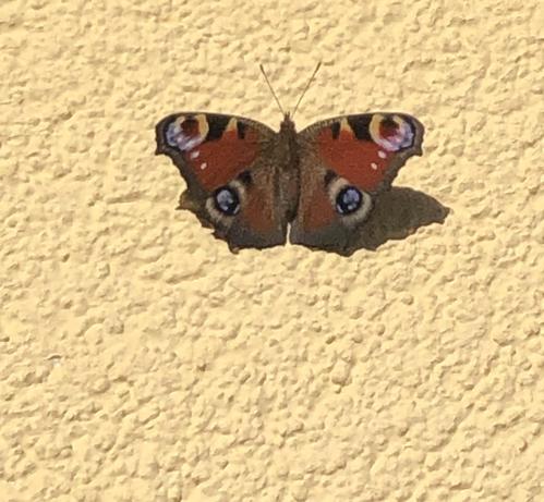 Ein Schmetterling sitzt an der Wand in der Sonne und lässt sich aufwärmen. Er ist prächtig gefärbt. Es ist ein Pfauenauge