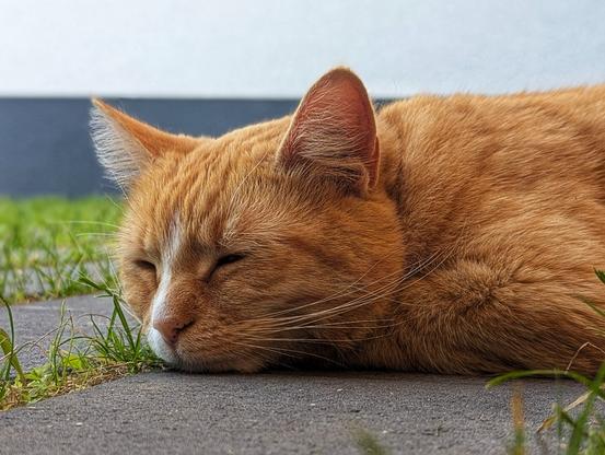 A close-up of a ginger tabby cat peacefully sleeping on its side outdoors, resting on a patch of concrete beside some green grass. The cat’s eyes are gently closed, and its head is relaxed, with its soft orange fur and white markings clearly visible in the sunlight.