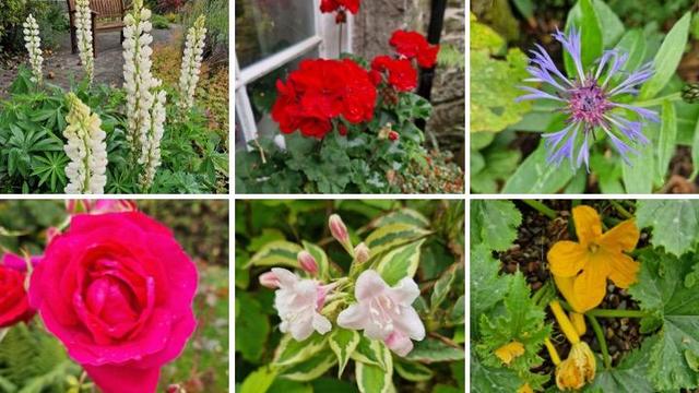 6 things flowering in my garden, 2 rows, 3 columns.  Top left are some tall white lupin flowers. Top middle are bright reed geranium flowers with deep green foliage, in a pot on an outside windowsill. Top right shows purple perennial cornflower, each petal is thin and spreads like little fingers at the end. There's lots of green leaf showing behind. Lower left: bright pink old-fashioned rode almost fills the image. Mid left: the palest pink wigela is having a third try at flowering this year! Lower right shows a rich yellow courgette flower and 3 little yellow courgettes nestled amidst dark green foliage.
