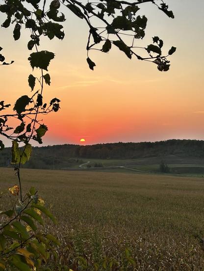 Brown leaves are silhouetted on the left side of the picture. In the mid ground, the cornfield is ripening still. The hills beyond are still green for the most part but colouring up with autumn. And the sun is just up bright and sort of red. It looks bigger to my eyes than it does to the camera.