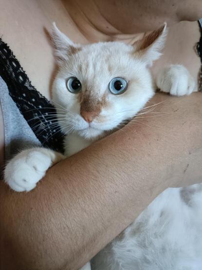 Ulises, gatito de acogida para el que buscamos un hogar permanente, está con cara sorprendida mientras intentamos cortarle las uñas.
También está cada vez más bonito y peludito, el ladrón de corazones