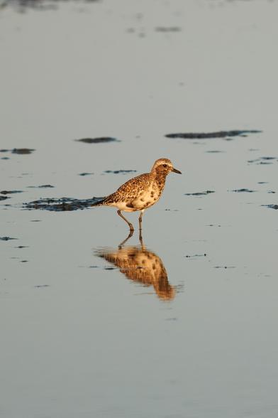 Vogel im Sonnenlicht im Wasser