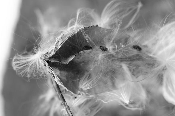 Black and white close-up of a dried milkweed pod opening, with delicate silky fibers and seeds spilling out.