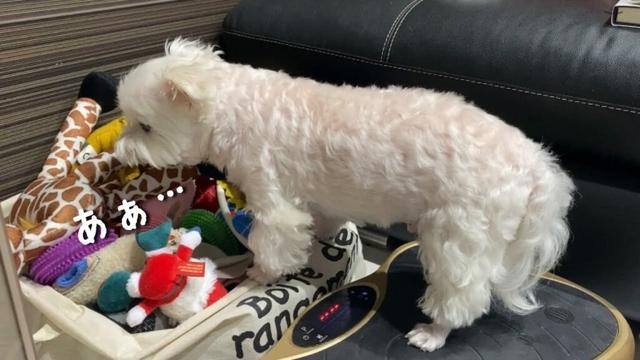 大切なおもちゃを片付けられて絶望する犬