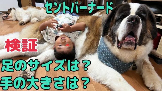 【セントバーナード検証】セントバーナードの手足のサイズっていったい何㌢？お手の重さって何㌘？