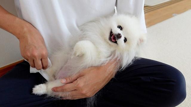 いつまでも赤ちゃんみたいなポメラニアンが可愛いすぎた…