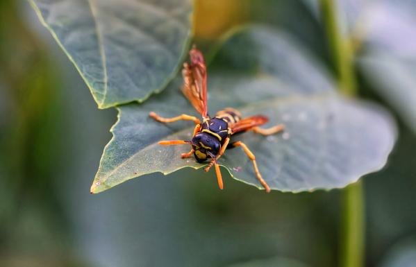 A close-up of a vibrant wasp perched on a broad, green leaf. The wasp’s body is distinctly marked with bold black and yellow stripes, and its translucent, orange-tinted wings are slightly spread. The leaf’s surface is slightly dewy, and the background is softly blurred, highlighting the intricate details of the wasp and the leaf.