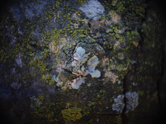 Licon on bark