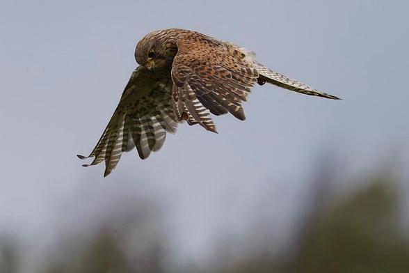 A Kestrel in mid-flight, beautifully detailed against a soft sky. The bird's focus is downward, possibly hunting. The wings show striped markings. Please visit my website http://www.lukehaigh.co.uk. #Birds #lukehaigh #birdphotography #photography