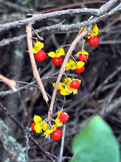 A dangling bunch of bright red berries, each with a kind of yellow collar at its base where its enclosing capsule opened up. The berries are growing on a pale brownish vine amidst other slim twigs. An out-of-focus green leaf lurks blurrily in the lower right corner.