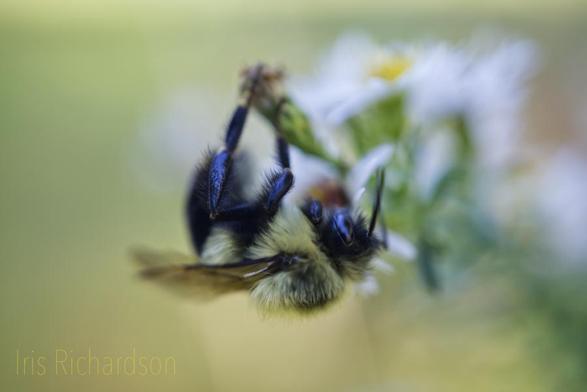 Bumblebee on white Aster macro photograph