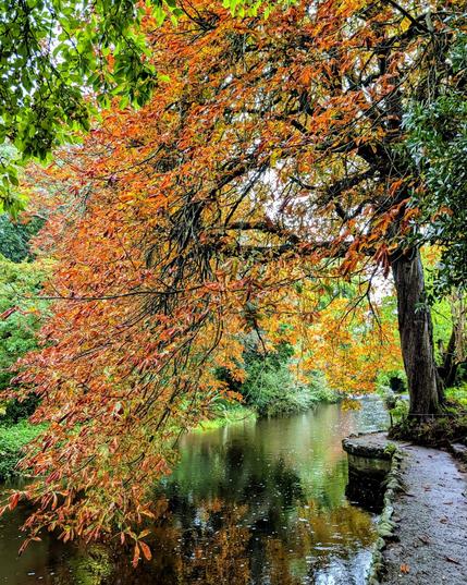 A vibrant, vertical photograph of a river bank in early autumn. A large tree with a dense canopy of brilliant orange and reddish-brown leaves hangs dramatically over the dark, reflective surface of the river. The foliage of the surrounding trees is still a mix of rich green, contrasting with the warm autumn hues. A damp, narrow, gravel path runs along the right side of the riverbank, bordered by a low, stone wall. The scene is lush and captures the transition from summer to autumn.