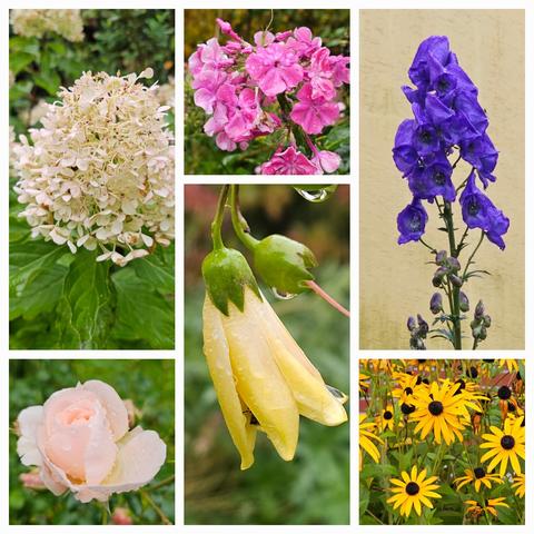 Top left: a white panicle of Hydrangea paniculata.
Top middle: a bright pink (and very wet) cluster of Phlox.
Top right: a dark blue and tall spike of Aconitum carmichaelii 'Arendsii' against a backdrop of a yellow painted wall.
Bottom left: cream coloured rose bud of 'Martin Luther Rose'.
Bottom middle: a pale yellow bell of Kirengeshoma palmata.
Bottom right: golden yellow with dark centre, the daisy-like flowers of Rudbeckia fulgida deamii are still in flower.