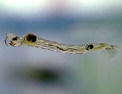 image/jpeg a mostly transparent elongated organism with hooked antenna on the head and a wide fan of spines at the tail floats in the water. CC BY-SA 4.0.