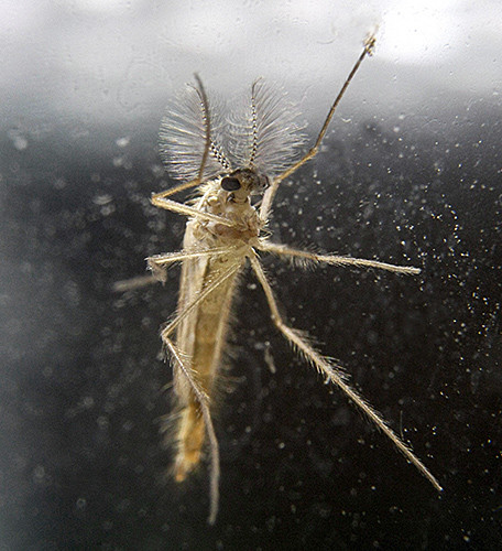 image/jpeg a photograph of a fly insect with long legs, two dark eyes, and incredibly fuzzy large antennae. Phantom Midge Chaoborus crystallinus by Tony Pattinson https://www.quekett.org/resources/article-archive/bsw-2017/bsw17-phantom-midge.
