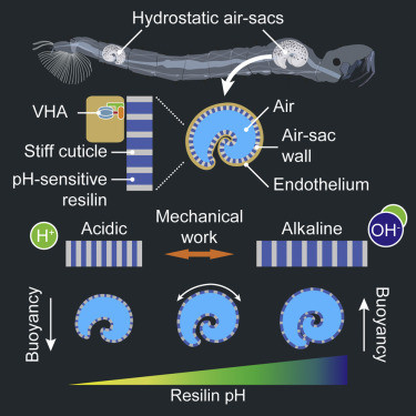 image/jpeg a diagram showing the mechanical work of pH-sensitive resilin to control buoyancy of Chaoborus hydrostatic air-sacs. Acidic reduces buoyancy by contracting the air-sac volume. Alkaline does the opposite. From McKenzie et al. 2022, https://doi.org/10.1016/j.cub.2022.01.018