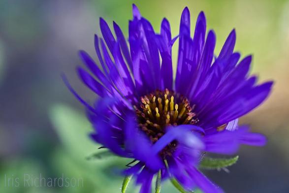 Purple New England Aster macro photograph