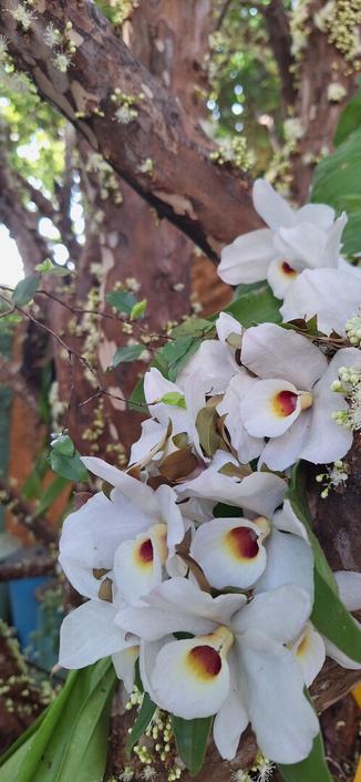 Foto de uma orquídea em flor. Nessa orquídea as flores não ficam em uma "haste" mas sim nos gomos da planta. Cada flor é branca, como um copo de leite, com o centro que começa vinho e clareia para o amarelo. A orquídea está agarrada em uma árvore que claramente é uma jabuticabeira, dadas as flores abertas, botões por abrir e o padrão da casca.