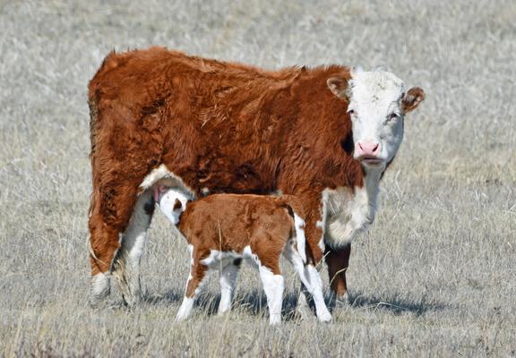 calf nursing