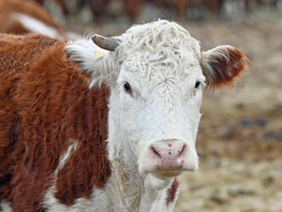 cow face stub horn