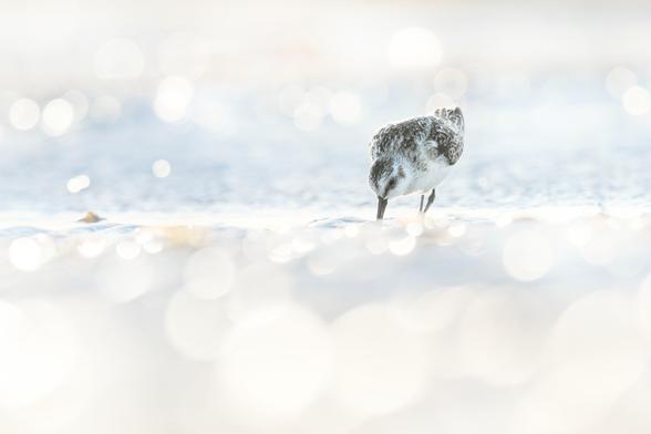 Ein Sanderling im Gegenlicht der schon etwas tiefer stehenden Sonne. Viele Reflexe im Bild durch das Wasser am Strand bzw. den leichten Wellen im Hintergrund. Bis auf den Sanderling, der am Spülsaum nach Futter sucht, ist nicht wirklich was scharf im Foto.