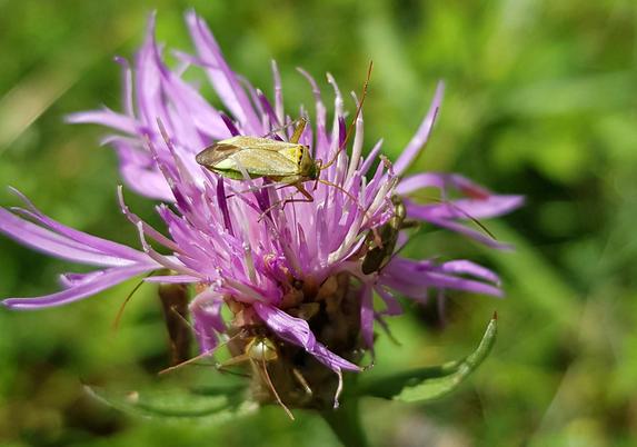 Fransige lila Blüte, obenauf sitzt eine gelb-grün-braune Wanze mit langen Fühlern. Weiter unten sind bei genauem Hinsehen noch einige weitere dieser Wanzen zu erkennen.