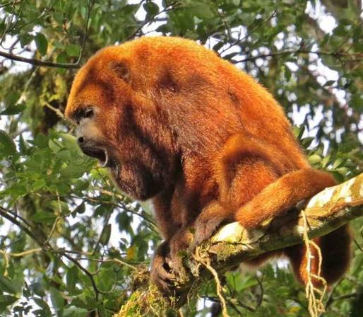 The guariba (Alouatta guariba clamitans) is a species that is characteristic of the Mata Atlântica. Renato Paiva, CC BY-NC-ND